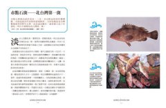 台灣魚達人帶你環島吃海鮮 圖片 2