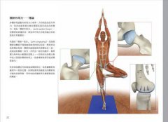 瑜伽3D解剖書：24組關鍵肌肉群＋46式正宗瑜伽體位 圖片 4