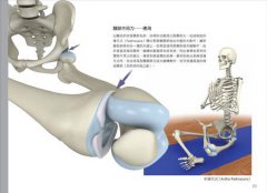 瑜伽3D解剖書：24組關鍵肌肉群＋46式正宗瑜伽體位 圖片 5