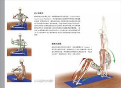 瑜伽3D解剖書：24組關鍵肌肉群＋46式正宗瑜伽體位 圖片 3