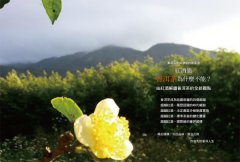 紅酒能，普洱茶為什麼不能 圖片 2