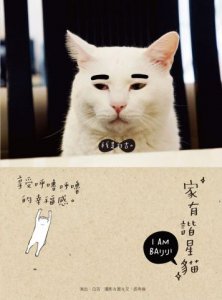 家有諧星貓：享受呼嚕呼嚕的幸福感 圖片 1