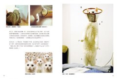 家有諧星貓：享受呼嚕呼嚕的幸福感 圖片 3