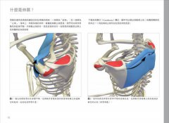 瑜伽最適體位3D解剖書：5個步驟，量身定做最適合你的瑜伽體位 圖片 3