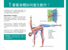 瑜伽最適體位3D解剖書：5個步驟，量身定做最適合你的瑜伽體位 圖片 4