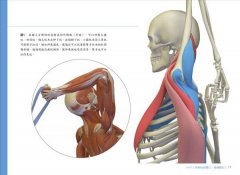 瑜伽最適體位3D解剖書：5個步驟，量身定做最適合你的瑜伽體位 圖片 6