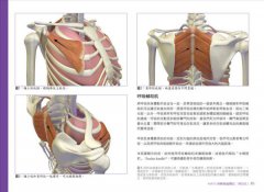 瑜伽最適體位3D解剖書：5個步驟，量身定做最適合你的瑜伽體位 圖片 7
