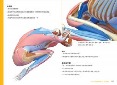 瑜伽最適體位3D解剖書：5個步驟，量身定做最適合你的瑜伽體位 圖片 9