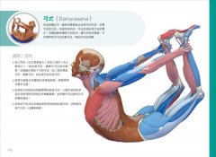 瑜伽最適體位3D解剖書：5個步驟，量身定做最適合你的瑜伽體位 圖片 10