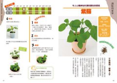 超簡單！無陽台室內小菜園：馬上就能播種的居家自種蔬菜法 圖片 5