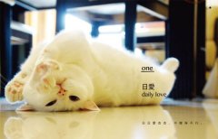吉人痣有天相（附吉祥動物園★小故事本）：家有諧星貓我是白吉 圖片 5