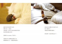 吉人痣有天相（附吉祥動物園★小故事本）：家有諧星貓我是白吉 圖片 9