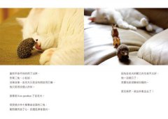 吉吉吉，最吉件！(禮物盒)：家有諧星貓我是白吉 圖片 5