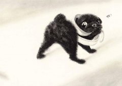 流浪的毛小孩，帕古 圖片 4
