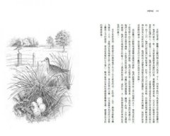 沙郡年紀：像山一樣思考，荒野詩人寫給我們的自然之歌 圖片 9