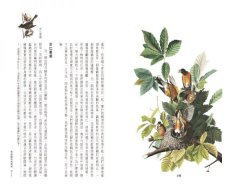 醒來的森林：一位鳥類學家的自然散步筆記 圖片 4