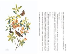 醒來的森林：一位鳥類學家的自然散步筆記 圖片 8