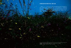 尋找螢火蟲 圖片 7
