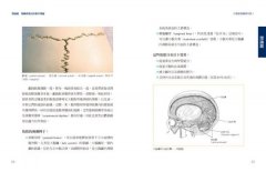 頭薦骨療法：頭薦骨放鬆了，身體就回到健康的初始設定 圖片 5