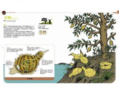 想像的動物：跟著獨角獸、獅鷲、麒麟、魔羯魚，走進傳說動物的紙上博覽會（全彩圖文書） 圖片 8