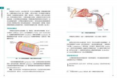 痠痛拉筋解剖書2：運動傷害復健書 圖片 4