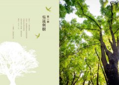 種樹的詩人：吳晟的呼喚，和你預約一片綠蔭，一座未來森林 圖片 9