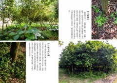種樹的詩人：吳晟的呼喚，和你預約一片綠蔭，一座未來森林 圖片 13