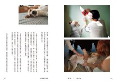 這裡讓愛不流浪：中途咖啡店「浪浪別哭」的暖心故事 圖片 6