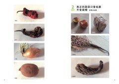 蔬菜美味的祕密：從蔬菜生長的科學，告訴你如何選好吃的蔬菜，自家種好吃的蔬菜 圖片 3