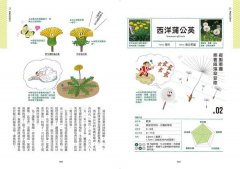 種子圖鑑：天上飛、河裡游、偽裝欺敵搞心機......讓你意想不到的種子變身小劇場 圖片 4