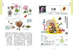 種子圖鑑：天上飛、河裡游、偽裝欺敵搞心機......讓你意想不到的種子變身小劇場 圖片 5