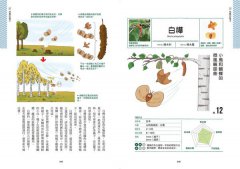 種子圖鑑：天上飛、河裡游、偽裝欺敵搞心機......讓你意想不到的種子變身小劇場 圖片 6