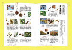 種子圖鑑：天上飛、河裡游、偽裝欺敵搞心機......讓你意想不到的種子變身小劇場 圖片 7