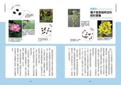 種子圖鑑：天上飛、河裡游、偽裝欺敵搞心機......讓你意想不到的種子變身小劇場 圖片 8