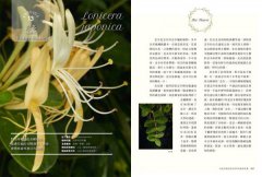 女巫阿娥的居家香草保健萬用書：20種隨手可得的香草植物，從洗頭到治鐵腿、從美顏到消炎，用過就會愛上的保健良方 圖片 5