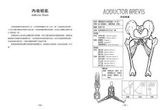 瑜伽解剖著色學習手冊（附12色彩色鉛筆）：學習人體組織的醫學知識，用色鉛筆畫出正確的瑜伽動作 圖片 6