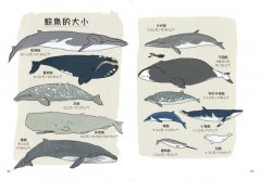 海洋解剖書：超過650幅海洋博物繪，帶你深入淺出，全方位探索洋流、地形、鯨豚等自然知識 圖片 5