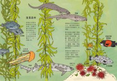海洋解剖書：超過650幅海洋博物繪，帶你深入淺出，全方位探索洋流、地形、鯨豚等自然知識 圖片 6