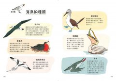 海洋解剖書：超過650幅海洋博物繪，帶你深入淺出，全方位探索洋流、地形、鯨豚等自然知識 圖片 7