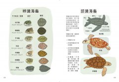 海洋解剖書：超過650幅海洋博物繪，帶你深入淺出，全方位探索洋流、地形、鯨豚等自然知識 圖片 8
