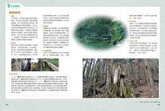 手作之道：築路，與自然對話的山徑美學【千里步道系列2】 圖片 10