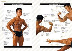 細節無敵多的超強練肌圖鑑：南瓜肩、鬼背，打造體想體態不盲練，體大教授＋健美金牌選手不藏私的188個訓練動作全剖析 圖片 4