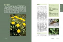 美國藥草教母的草藥生活指南：瞭解、種植及使用33種廚房香料及常見植物 圖片 11