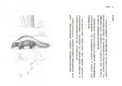 沙郡年紀（二版）：像山一樣思考，荒野詩人寫給我們的自然之歌【世紀之書・自然經典系列】 圖片 4