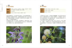 芳療天后Gina給你—全家人的芳香精油治療聖經 (暢銷經典版) ：慢性病控制、癌症復元、神經復健、呼吸防護，建立家的芳香醫藥箱，養出全家好體質 圖片 5
