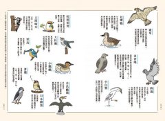 和路邊的野鳥做朋友（新裝版）：超萌四格漫畫，帶你亂入很有戲的鳥類世界 圖片 4