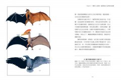 翼想天開：抵抗重力的飛行設計與大自然演化 圖片 8