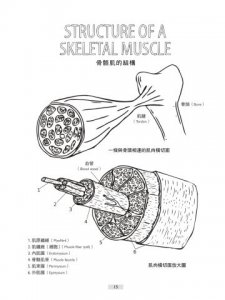 瑜伽解剖著色學習手冊：學習人體組織的醫學知識，用色鉛筆畫出正確的瑜伽動作 圖片 5