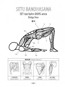 瑜伽解剖著色學習手冊：學習人體組織的醫學知識，用色鉛筆畫出正確的瑜伽動作 圖片 7