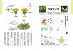 種子圖鑑：天上飛、河裡游、偽裝欺敵搞心機⋯讓你意想不到的種子變身小劇場 圖片 7